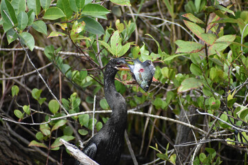 Anhinga catches a fish and.kills it.