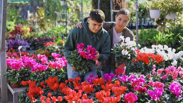 Girl with guy spouses inspects pot with houseplant cyclamen in store for amateur gardeners. Buyer reads name of flower on price tag.