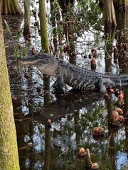 alligator in the swamp