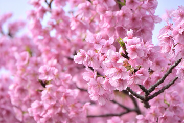 pink cherry blossom in spring