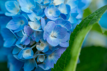 Blue hydrangea flowers.Growing and caring for hydrangeas. hydrangea macrophylla background. Blue...
