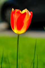 A closeup of a fresh tulip flower with a mix of yellow and red colors in a blurry background.