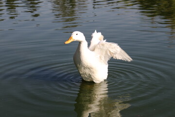 Primer plano pato blanco con alas abiertas en el lago de Chapultepec