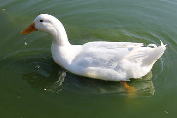 Nado de pato blanco en primer plano