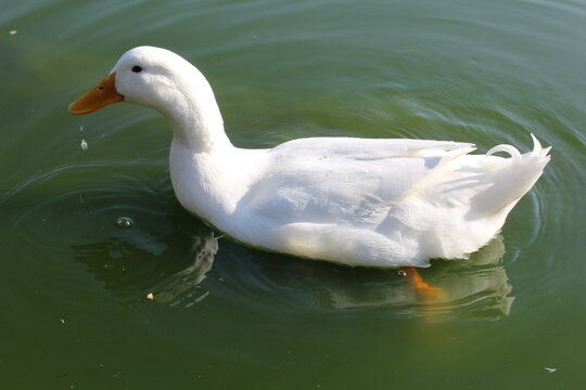 Nado de pato blanco en primer plano