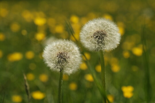 A macro image capturing two fully bloomed dandelions poised to release their petals, set against a blurred backdrop, evoking a sense of imminent dispersal.
