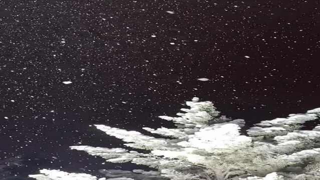 Slow motion, vertical video. Snowing over the fir tree at night.
