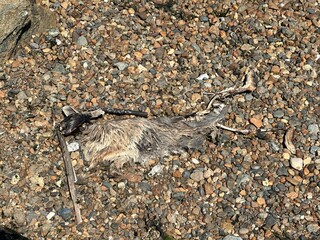 dead squirrel on beach