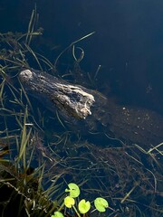 alligator head in the water