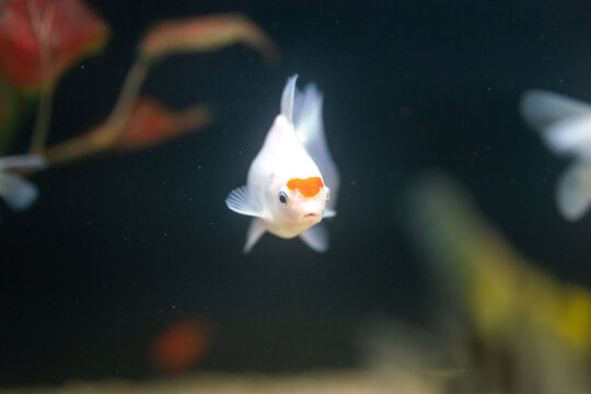Beautiful small goldfish is swimming in the fish tank. Animal pets portrait photo, close-up and selectie focus at the eye.