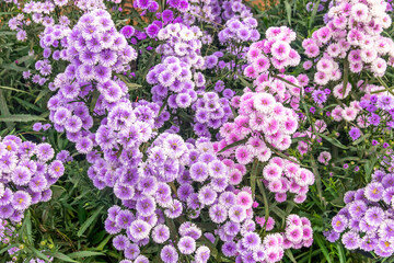 Fototapeta premium Beautiful bouquet of chrysanthemums outdoors, chrysanthemums Flower field blooming spring flowers season in the garden