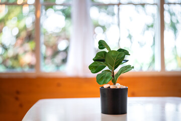 An artificial plant in plastic pot is placed on white table for decorate the living room with...
