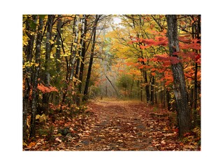 Autumn forest paths leaves carpeting the way hues of orange red and gold