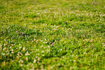 Naklejka premium Park lawn | 公園の芝生
