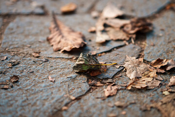 fallen leaves | 落ち葉