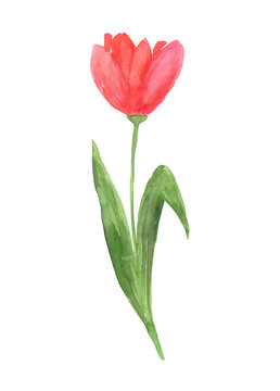 Hand painted watercolor pink tulip flower on isolated background