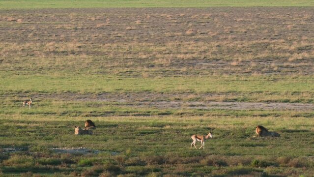 Distant View Of Lions And Springboks In The Wild Savannah In South Africa. Wide Shot