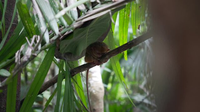 Tarsier wraps arms and legs around thin branch resting under tropical foliage leaves