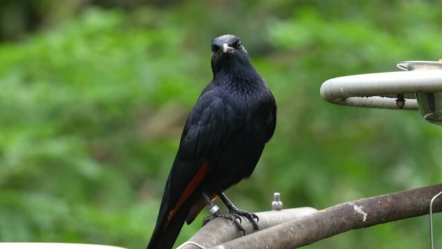 Male red-winged starling, onychognathus morio with glossy black plumage, perched on metal bar in an enclosure, wondering around the surroundings, calling to attract mate during mating season, close up