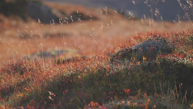 Colorful undergrowth in autumn tundra. Wispy ears of withered grass stand over moss-covered ground. A close-up parallax shot.