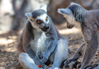 Lemurs eat vegetables at the zoo