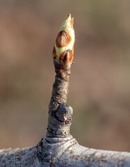 Swollen pear bud in spring. Macro
