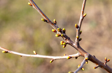 Swollen cherry buds on a branch in spring