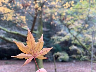 紅葉