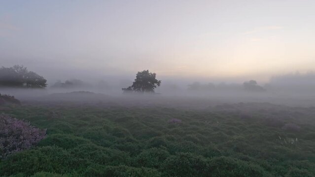 Aerial view of wild heather in countryside during foggy morning, Netherlands