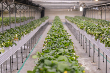 Strawberry farm indoor, Strawberry grown in a vinyl house. Hydroponic Strawberry in greenhouse with high technology farming. Temperature control on farms
