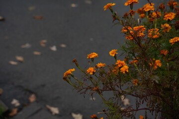 Yellow-orange flowers in a flower bed. Rainy weather.