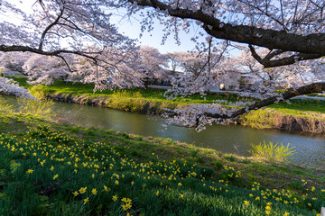 桜と黄色い水仙畑