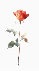 Red Rose on White Background