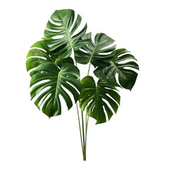 Bouquet of monstera leaf plant isolated on white background