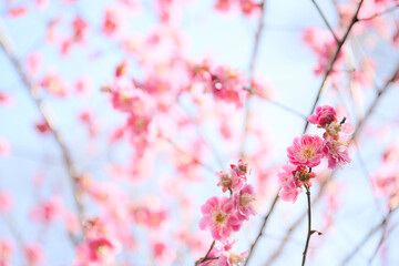 blooming plum tree. floral blurred background.