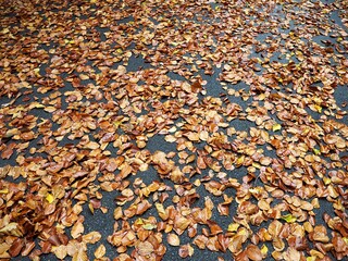 Leaves on the Floor