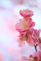 blooming plum tree. floral blurred background.
