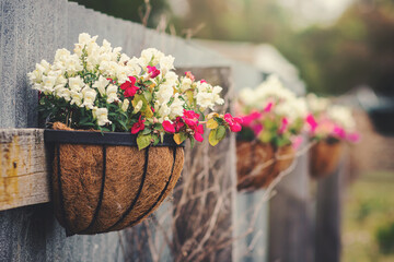 flowers in the garden