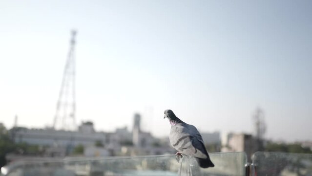 Close-up view of A wild gray blue pigeon bird 