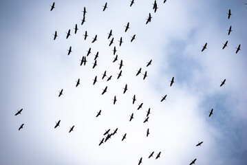 Eine fliegende Gruppe Kraniche in Unteransicht während einer Flugpause beim Ausnutzen der Thermik um Höhe zu gewinnen