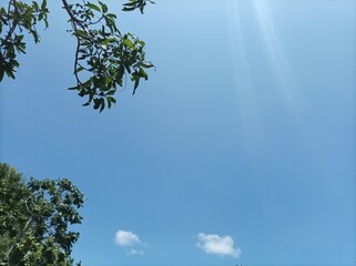 leaves against blue sky