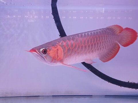 red arwana fish in the aquarium