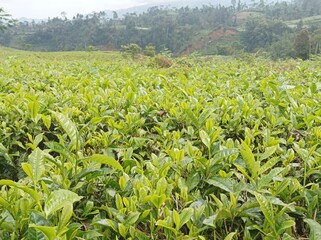 Lush Green Tea Plantation Landscape in the Highlands