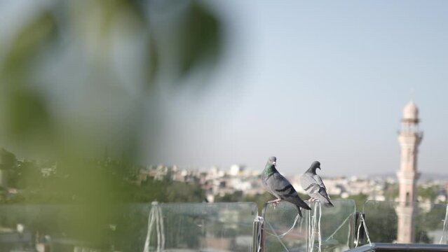 Close-up view of A wild gray blue pigeon bird 