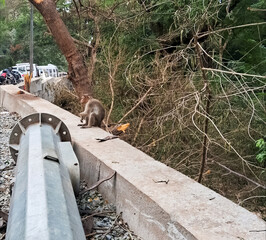 A monkey sitting on a wall overlooking alagar Kovil in madhurai City.