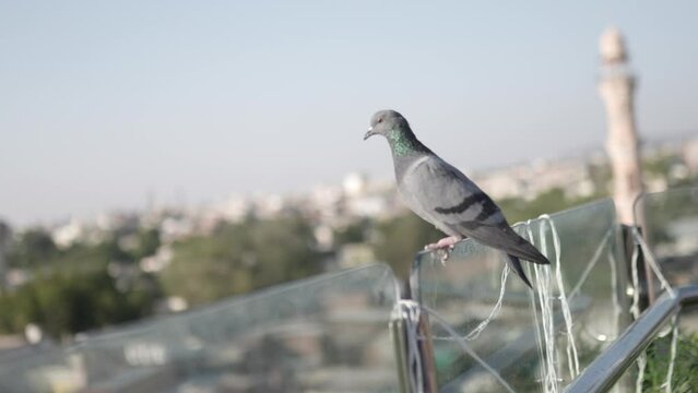 Close-up view of A wild gray blue pigeon bird 