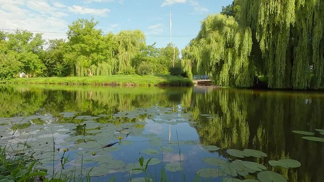 Green lilys on Seret river. Picturesque summer scene of Topilche Park, Ternopil, Ukraine, Europe. Beauty of nature concept background. 4K video (Ultra High Definition).