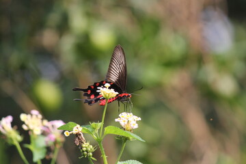 butterfly on a flower