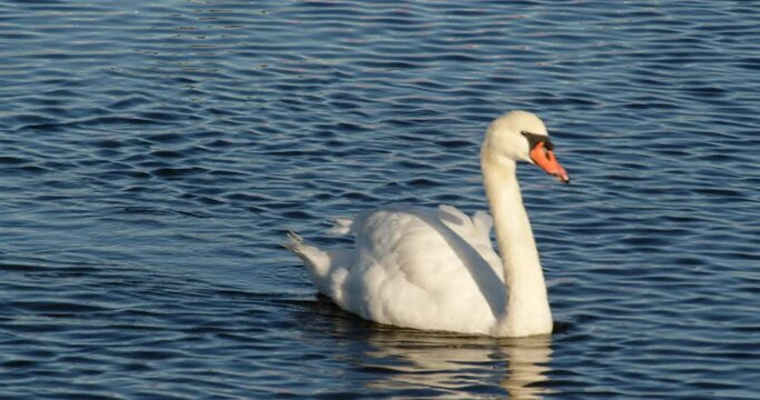 shot of white whooper swan swimming out of frame on Lymington river