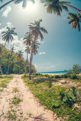 Fototapeta premium palms trees